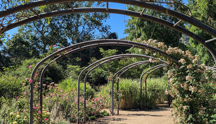 Garden pathway with arched trellises adorned with blooming flowers, surrounded by lush greenery and trees, enhancing outdoor aesthetics.