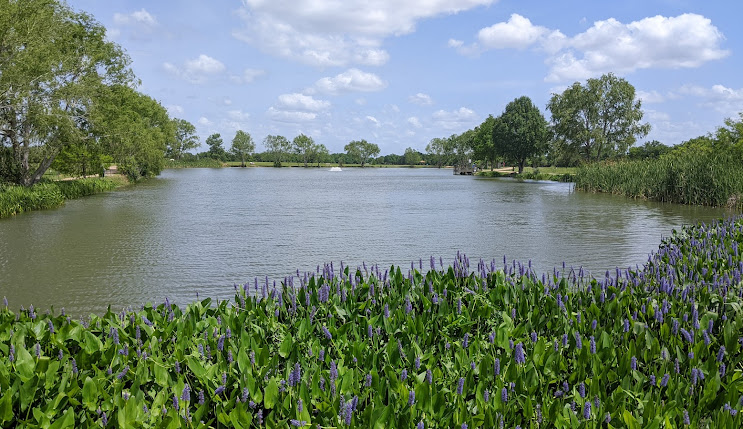 Scenic view of a tranquil lake surrounded by lush greenery and blooming purple flowers, reflecting Tekton Exteriors' commitment to enhancing home aesthetics and local environment in Harris County.